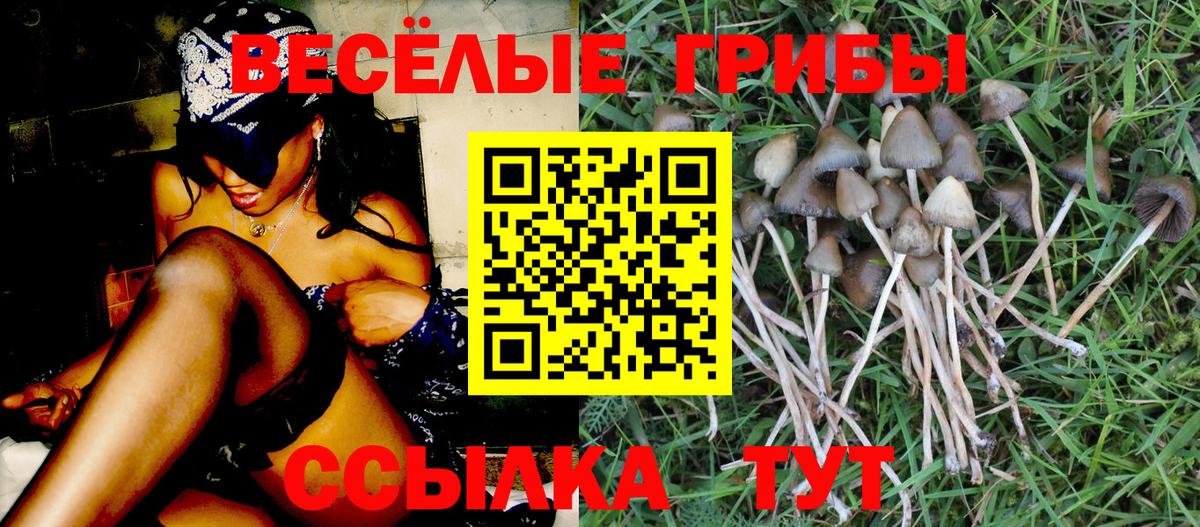 Псилоцибиновые грибы Psilocybe  Вход с VPN  Саратов  Галлюциногенные грибы мухоморы 